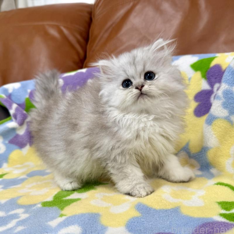 販売中の神奈川県のペルシャ(チンチラ)-120504の4枚目