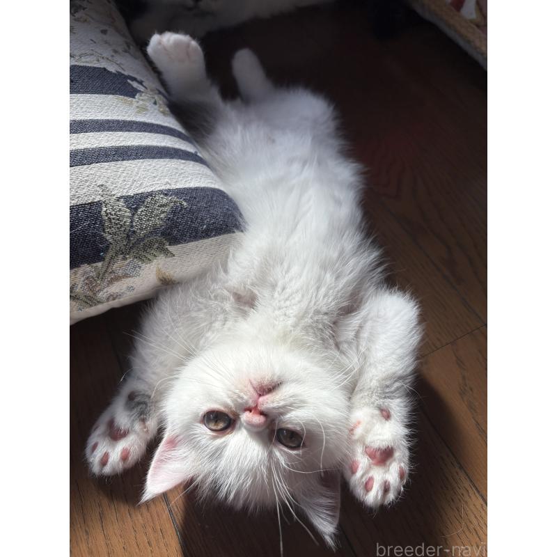 成約済の愛知県のエキゾチックショートヘア-123470の11枚目