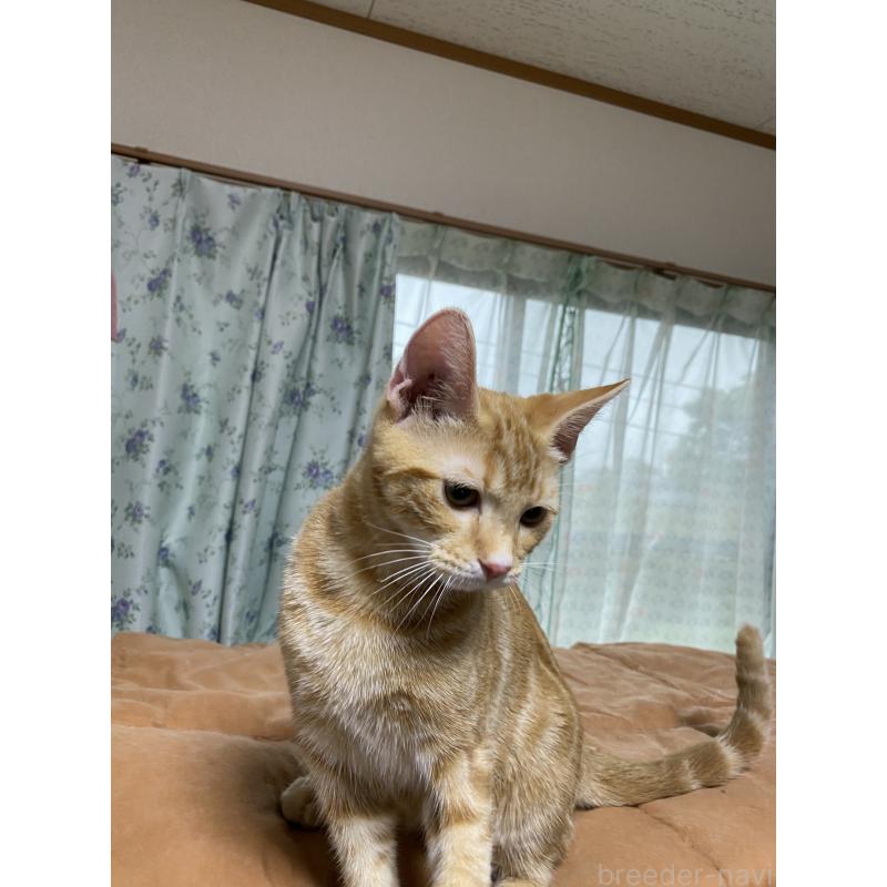 販売中の福岡県のアメリカンショートヘア-120649の4枚目