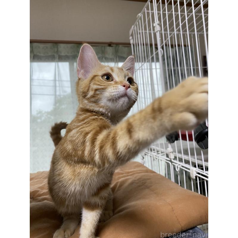 成約済の福岡県のアメリカンショートヘア-119967の5枚目