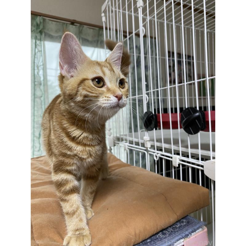 成約済の福岡県のアメリカンショートヘア-119967の4枚目