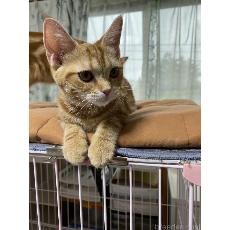 成約済の福岡県のアメリカンショートヘア-119967の3枚目