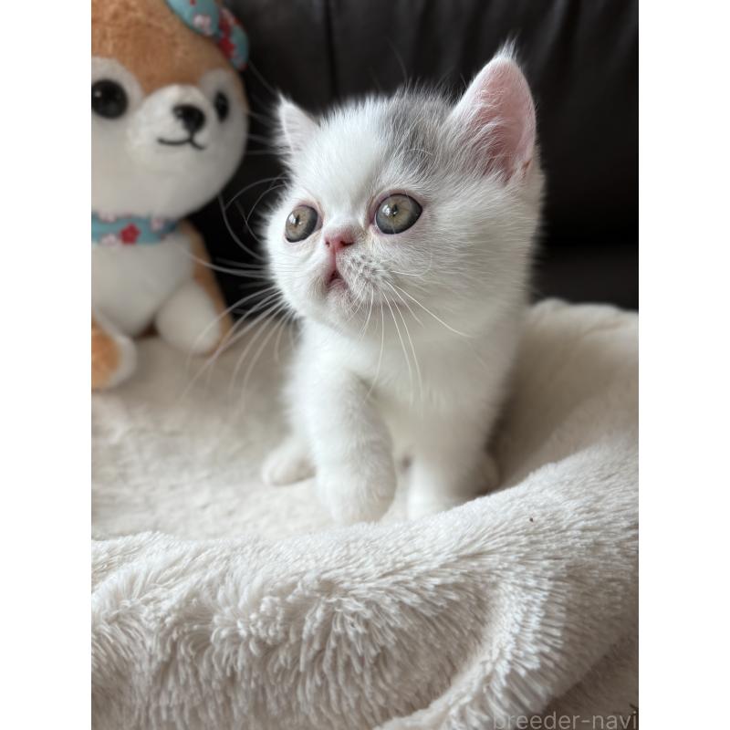 成約済の愛知県のエキゾチックショートヘア-123470の9枚目