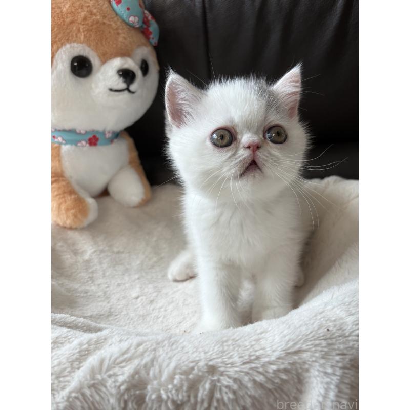 成約済の愛知県のエキゾチックショートヘア-123470の8枚目