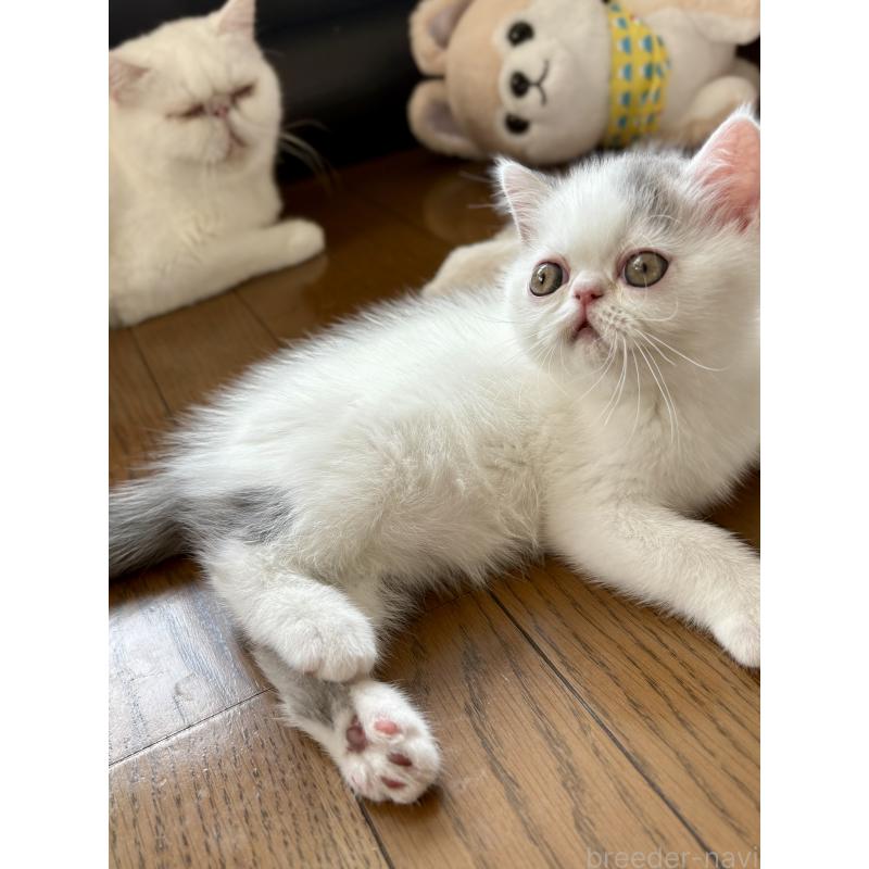 成約済の愛知県のエキゾチックショートヘア-123470の7枚目