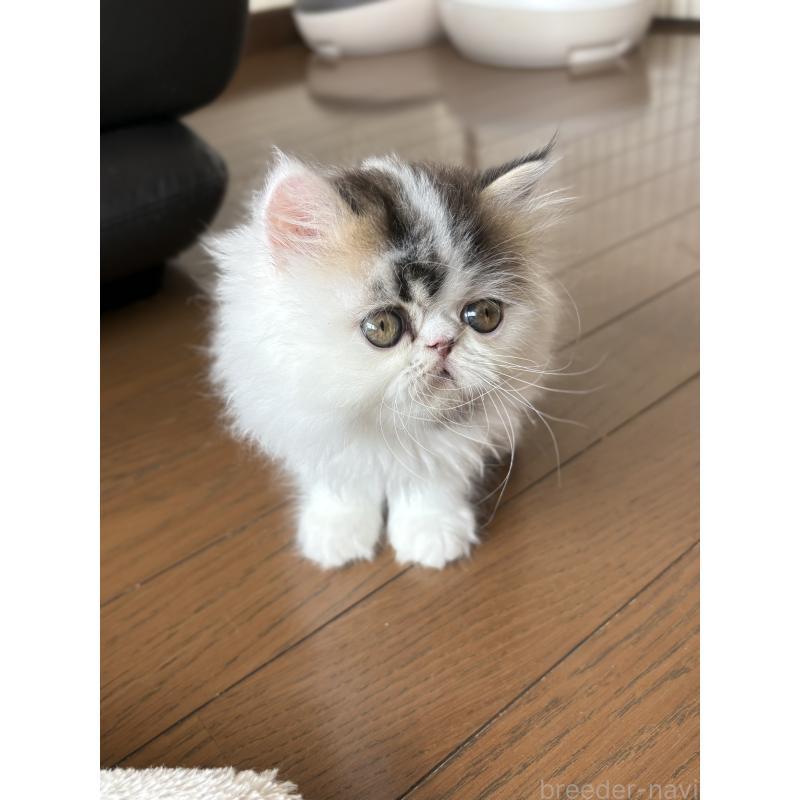 成約済の愛知県のエキゾチックロングヘア-123469の14枚目