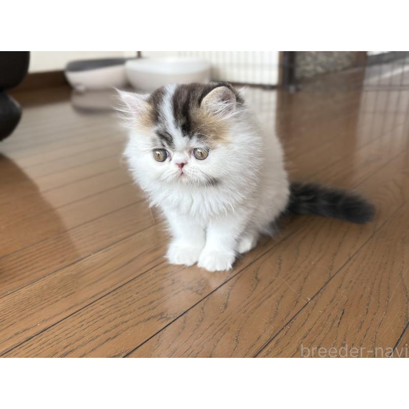 成約済の愛知県のエキゾチックロングヘア-123469の13枚目