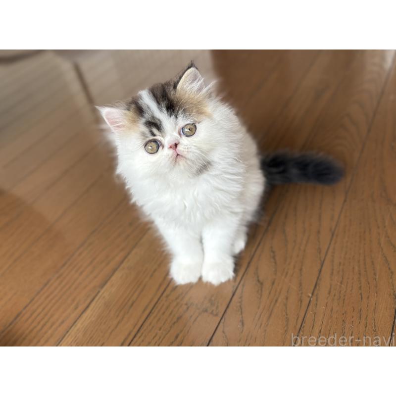 成約済の愛知県のエキゾチックロングヘア-123469の12枚目