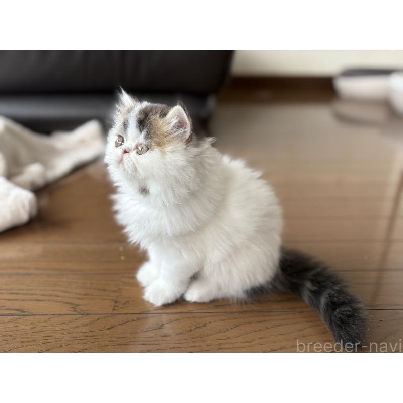 成約済の愛知県のエキゾチックロングヘア-123469の11枚目