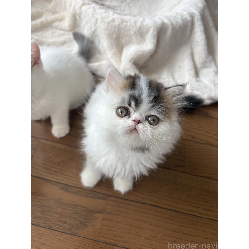 成約済の愛知県のエキゾチックロングヘア-123469の10枚目