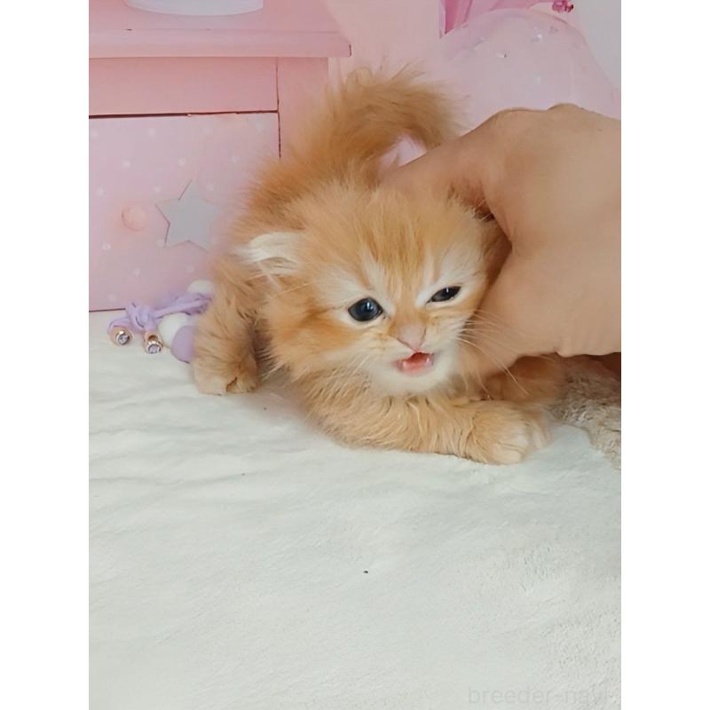 販売中の千葉県のマンチカン(短足)-124034の2枚目