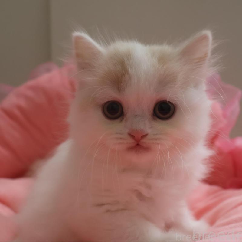 成約済の東京都のスコティッシュフォールド-124052