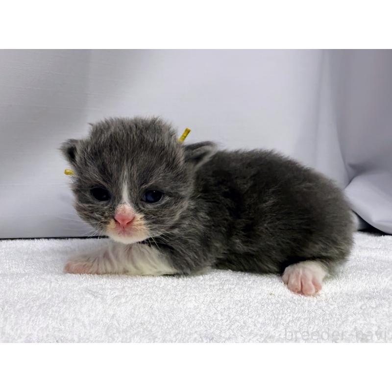 販売中の千葉県のスコティッシュフォールド(折れ耳)-124058の7枚目