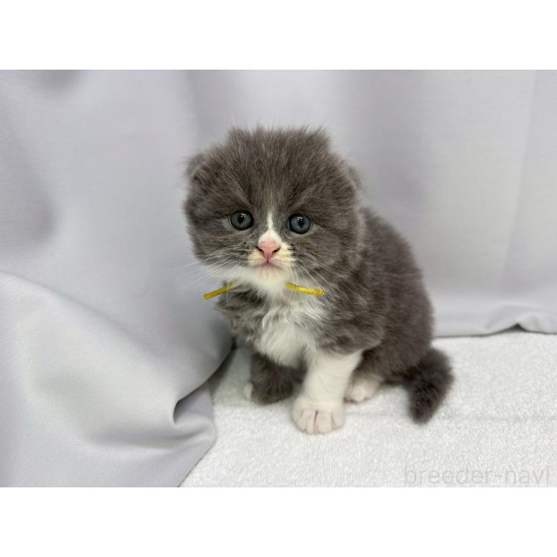 販売中の千葉県のスコティッシュフォールド(折れ耳)-124058の3枚目