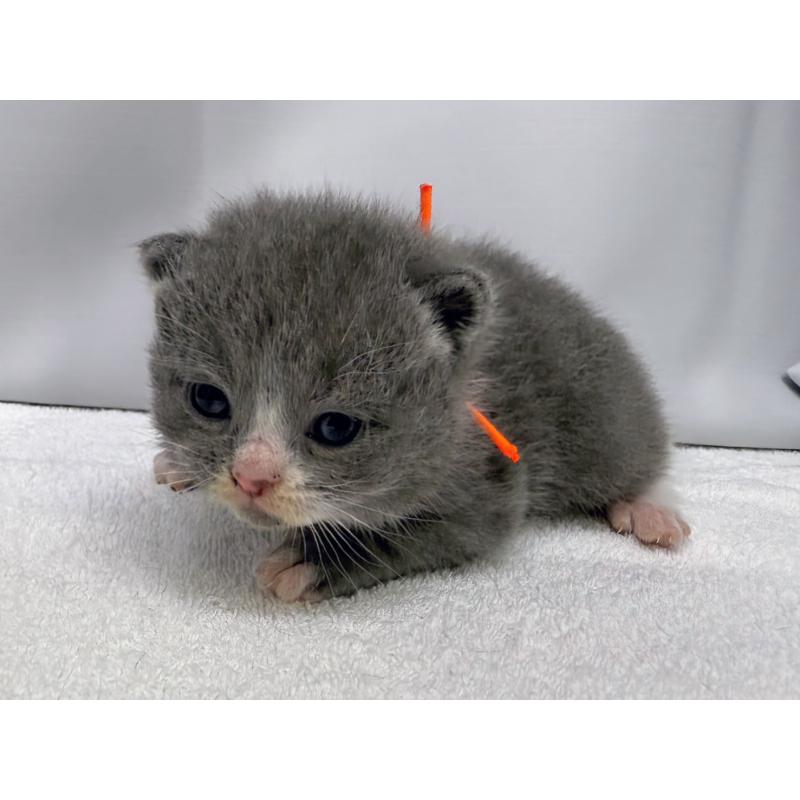 販売中の千葉県のスコティッシュフォールド(折れ耳)-124063の5枚目