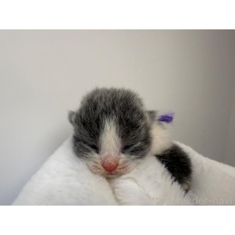 販売中の千葉県のスコティッシュフォールド(折れ耳)-124073の9枚目