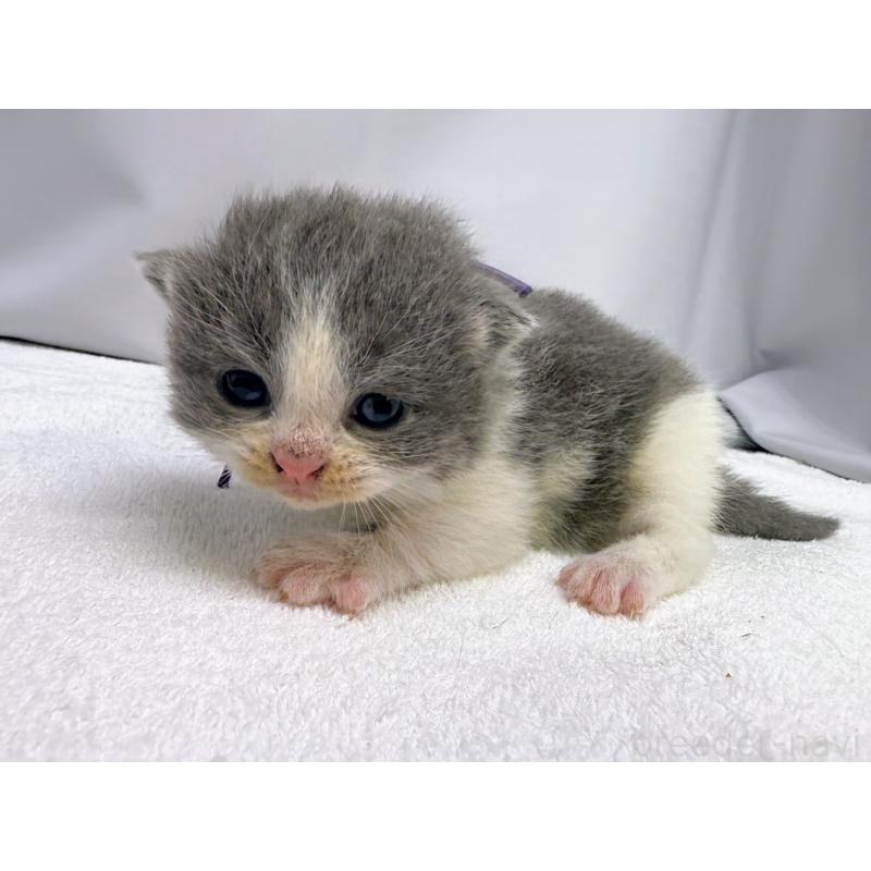 販売中の千葉県のスコティッシュフォールド(折れ耳)-124073の5枚目