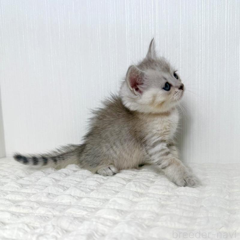 販売中の鹿児島県のマンチカン-124075の11枚目