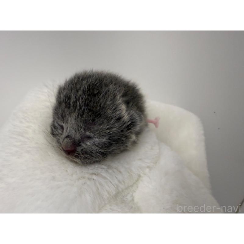 販売中の千葉県のスコティッシュフォールド-124076の8枚目