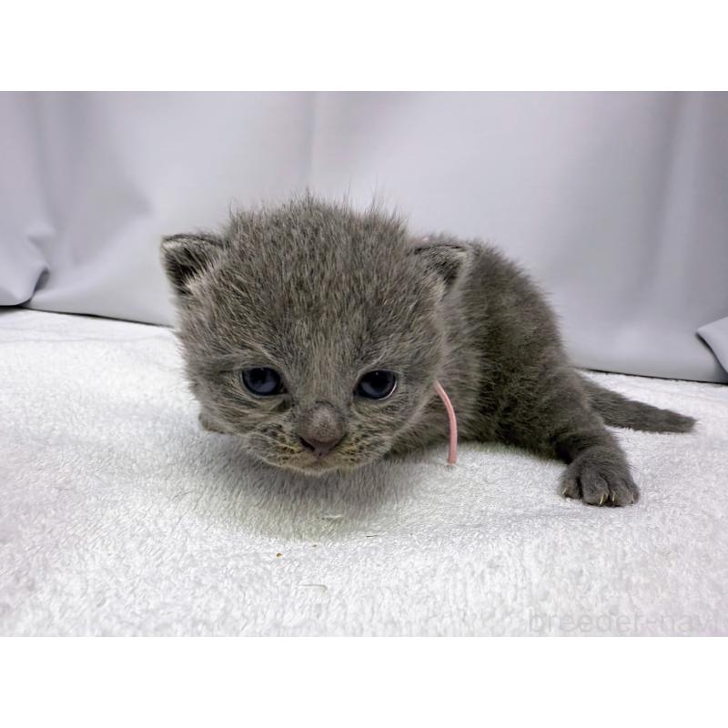 販売中の千葉県のスコティッシュフォールド-124076の5枚目