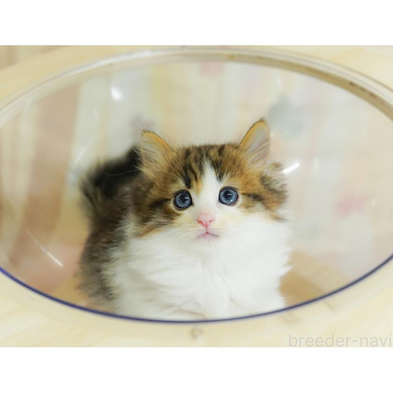 販売中の神奈川県のノルウェージャンフォレストキャット-124082の1枚目