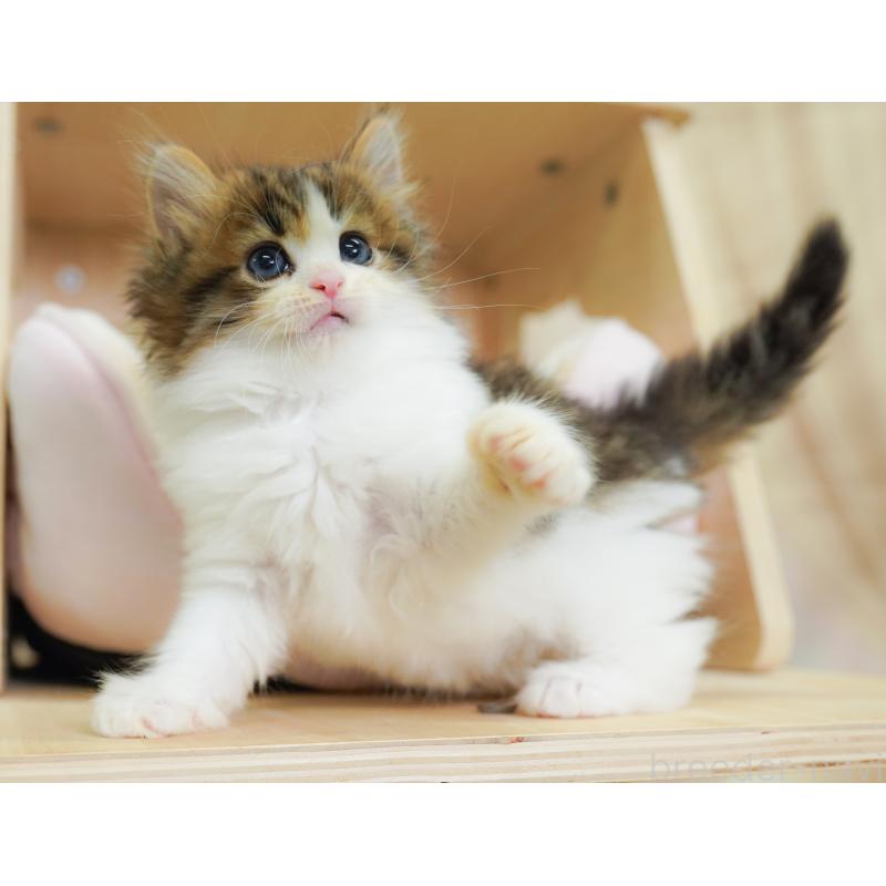 販売中の神奈川県のノルウェージャンフォレストキャット-124082の7枚目