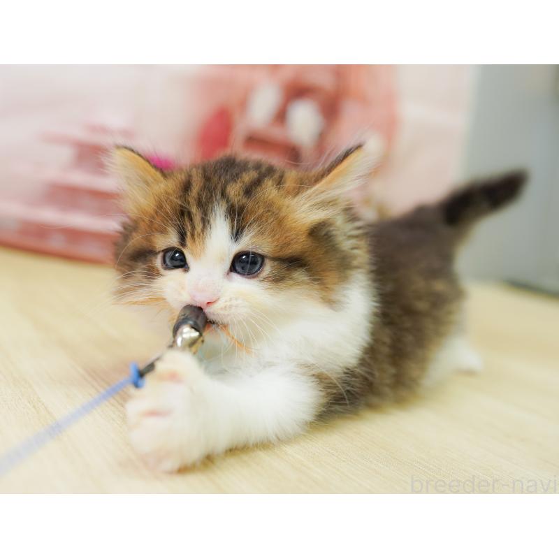 販売中の神奈川県のノルウェージャンフォレストキャット-124082の3枚目