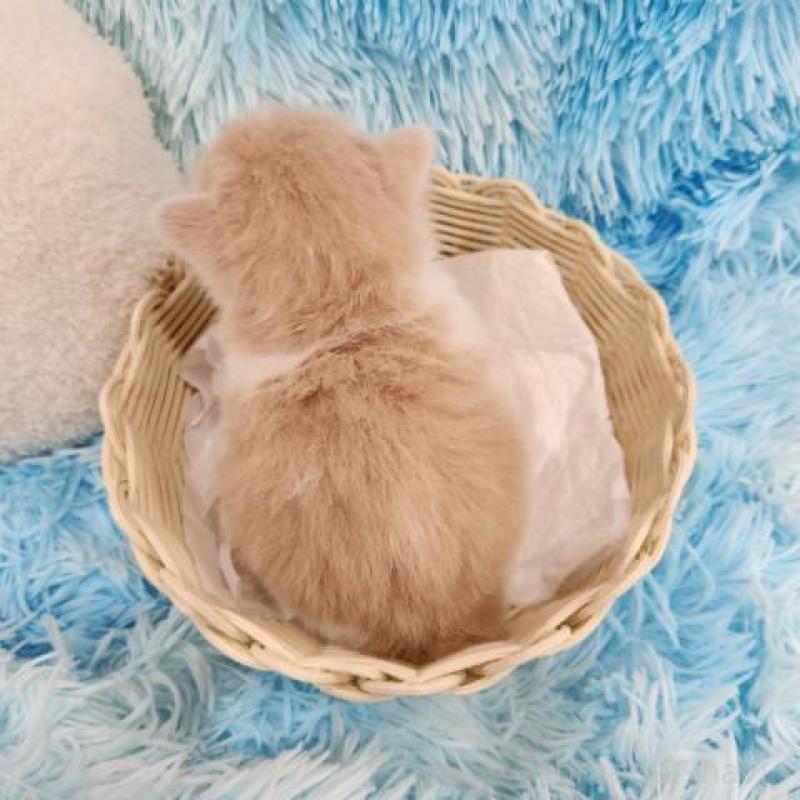 販売中の大阪府のマンチカン-124086の5枚目