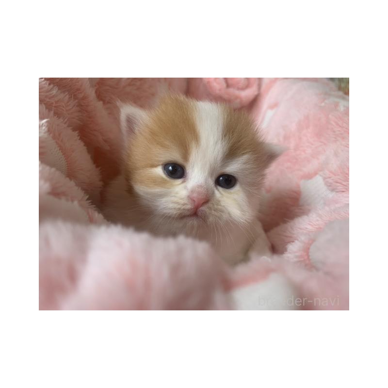 販売中の大阪府のマンチカン-124088の4枚目
