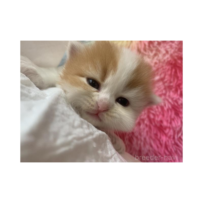 販売中の大阪府のマンチカン-124088の3枚目