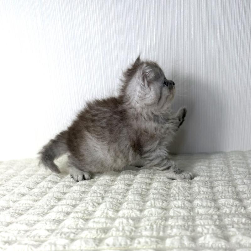 販売中の鹿児島県のミヌエット-124092の15枚目