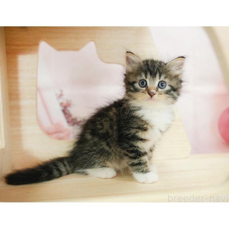 販売中の神奈川県のノルウェージャンフォレストキャット-124095の8枚目
