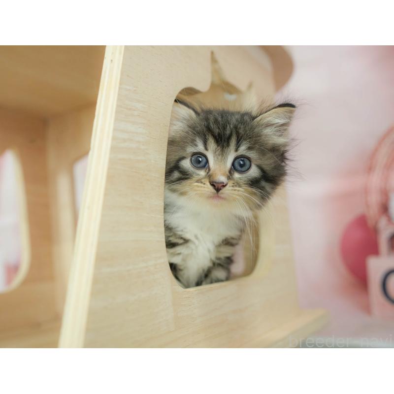 販売中の神奈川県のノルウェージャンフォレストキャット-124095の7枚目