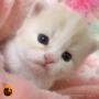 オンライン見学