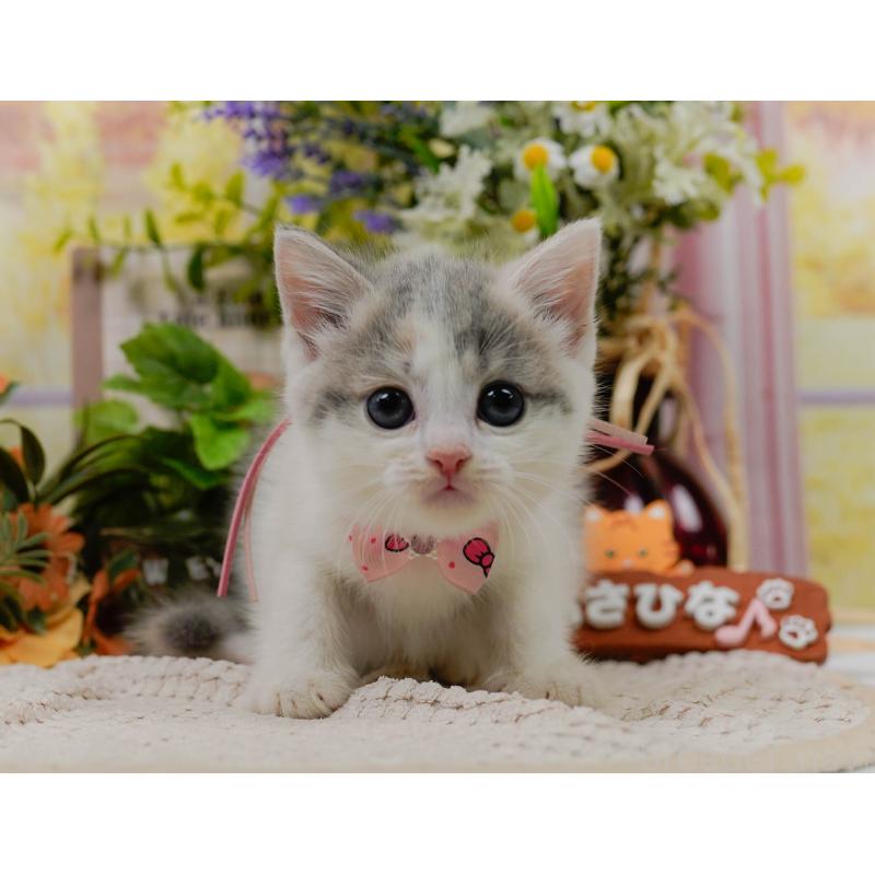 販売中の神奈川県のマンチカン-124107の1枚目