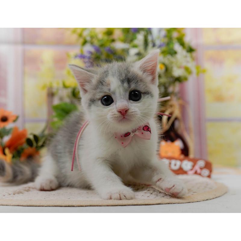 販売中の神奈川県のマンチカン-124107の6枚目