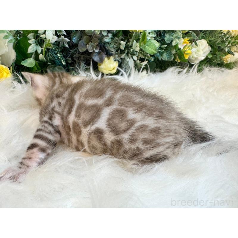 販売中の愛媛県のベンガル-124117の14枚目