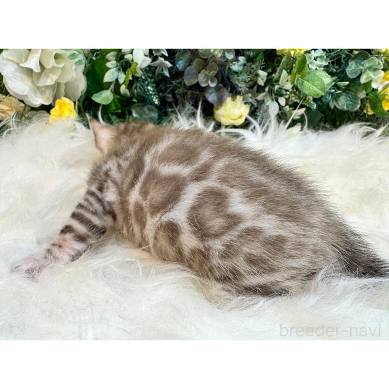 販売中の愛媛県のベンガル-124117の13枚目