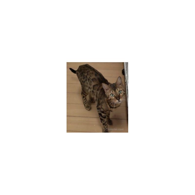 販売中の千葉県のベンガル-124134