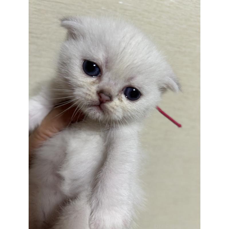 販売中の群馬県のスコティッシュフォールド-124135の7枚目