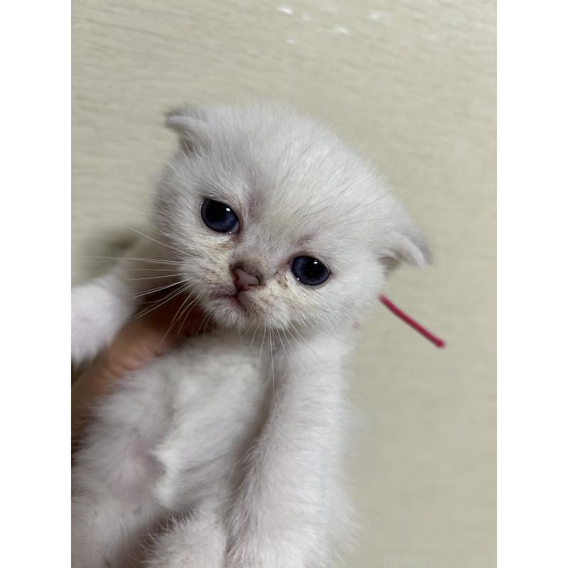 販売中の群馬県のスコティッシュフォールド-124135の6枚目