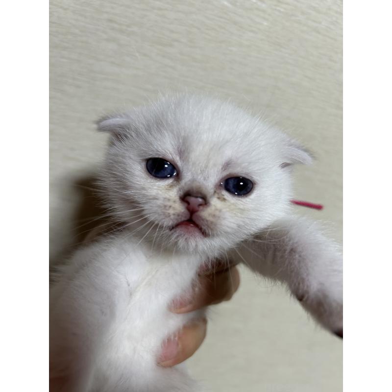 販売中の群馬県のスコティッシュフォールド-124135の4枚目