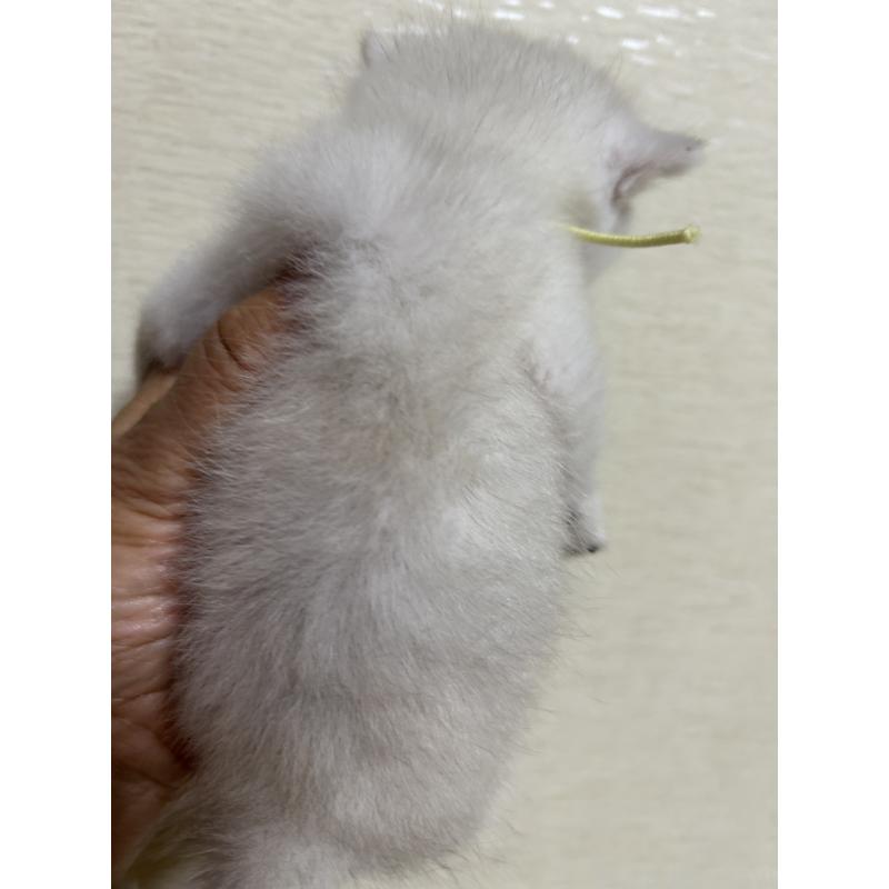 販売中の群馬県のスコティッシュフォールド-124136の7枚目