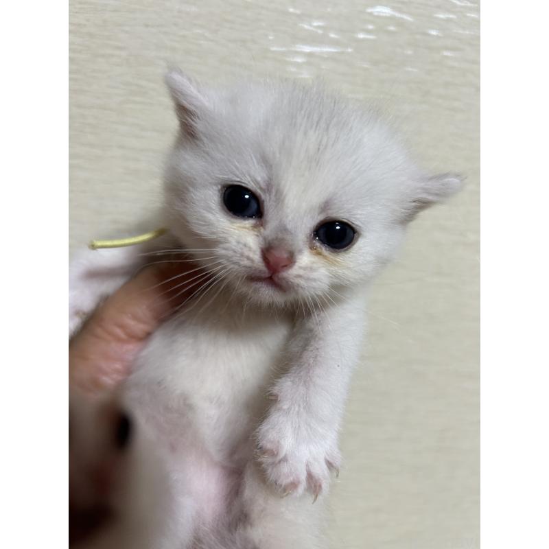販売中の群馬県のスコティッシュフォールド-124136の6枚目
