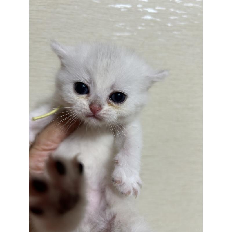 販売中の群馬県のスコティッシュフォールド-124136の3枚目