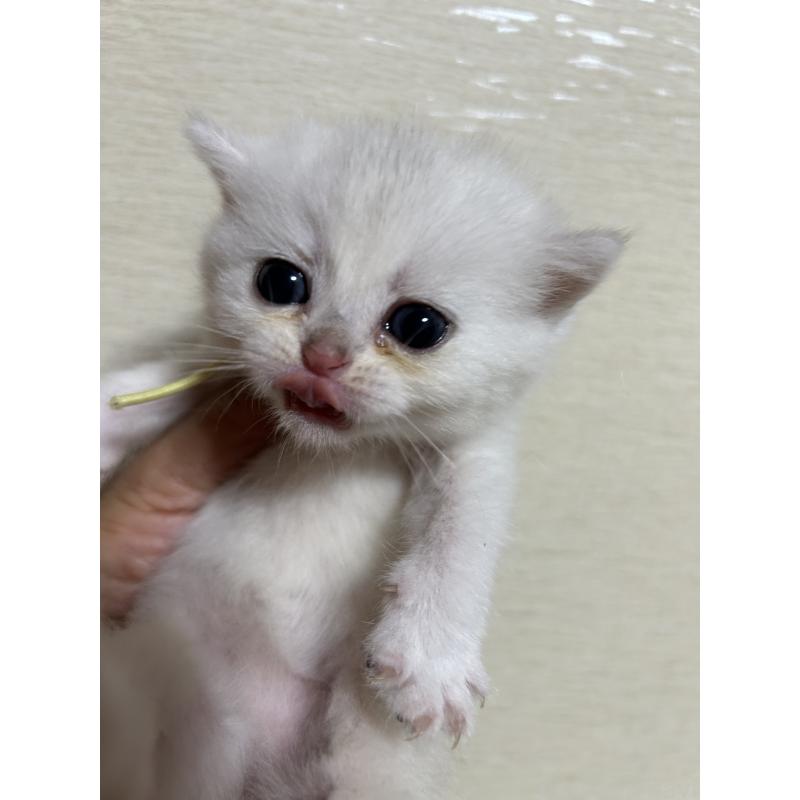 販売中の群馬県のスコティッシュフォールド-124136の2枚目