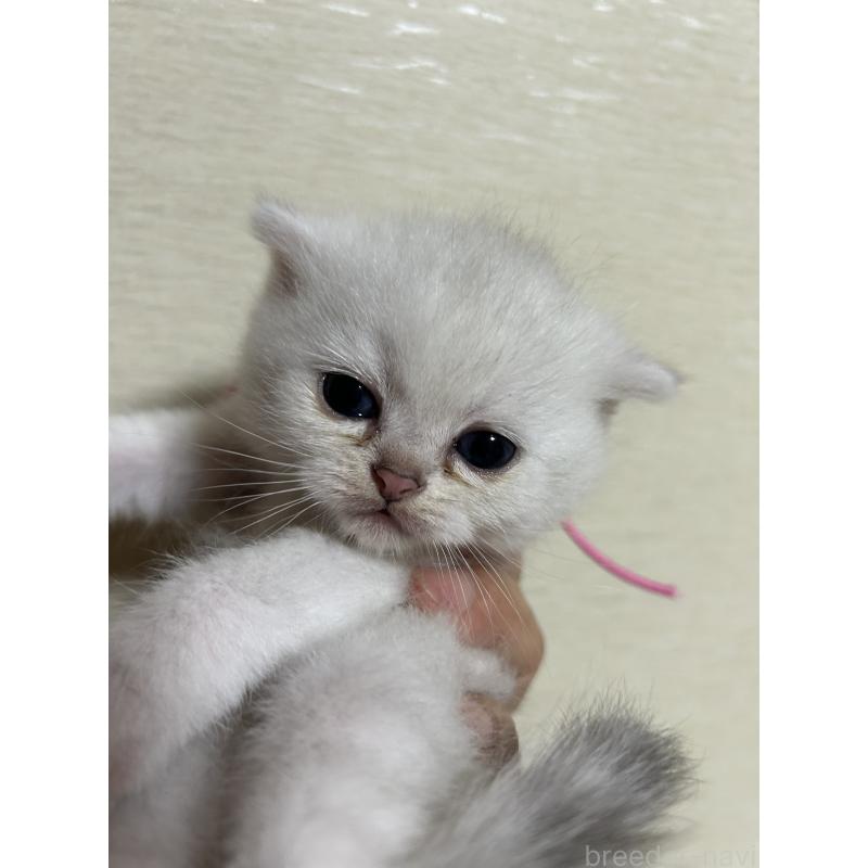 販売中の群馬県のスコティッシュフォールド-124138の6枚目