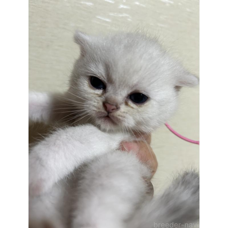 販売中の群馬県のスコティッシュフォールド-124138の4枚目