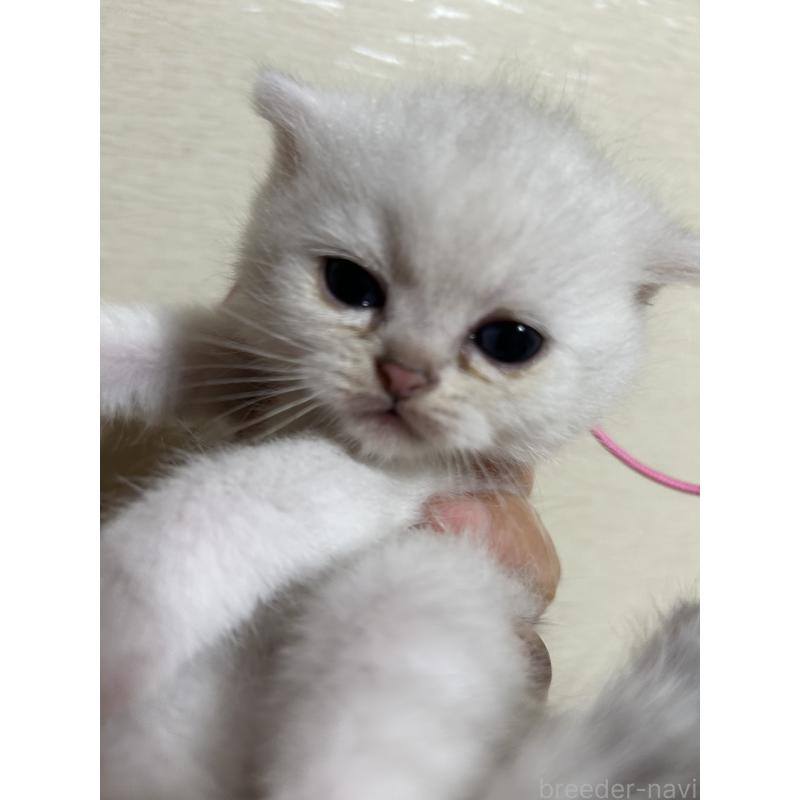 販売中の群馬県のスコティッシュフォールド-124138の3枚目
