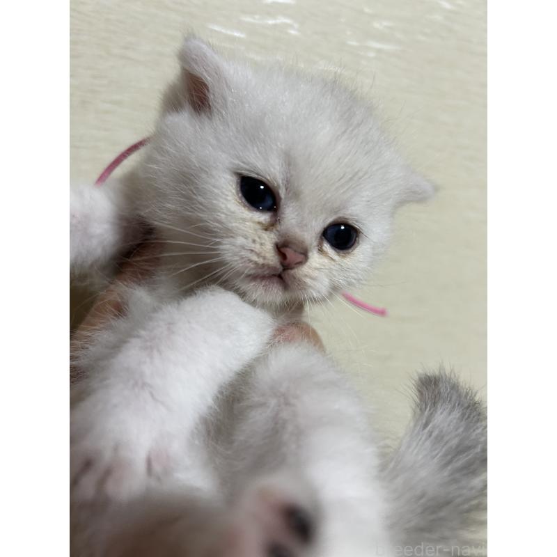 販売中の群馬県のスコティッシュフォールド-124138の2枚目